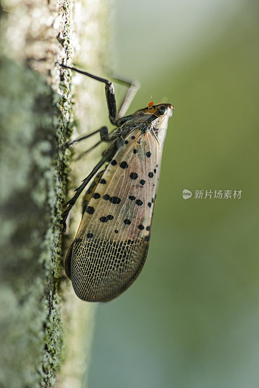 一只斑点灯笼蝇(Lycorma delicatula)在枫树的树干上爬行的特写